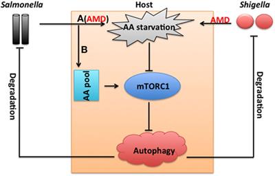 Amino Acids As Mediators of Metabolic Cross Talk between Host and Pathogen